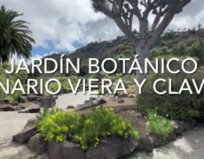 Descubre la belleza natural del Jardín Botánico Viera y Clavijo en Las Palmas: una joya turística para tu próximo viaje