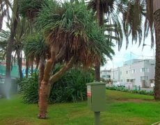 Descubre el encanto del Parque Romano en Las Palmas: un destino imprescindible para tu próximo viaje de turismo