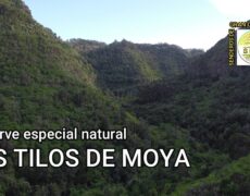 Descubre la belleza de Los Tilos de Moya en Las Palmas: una experiencia de turismo natural imperdible